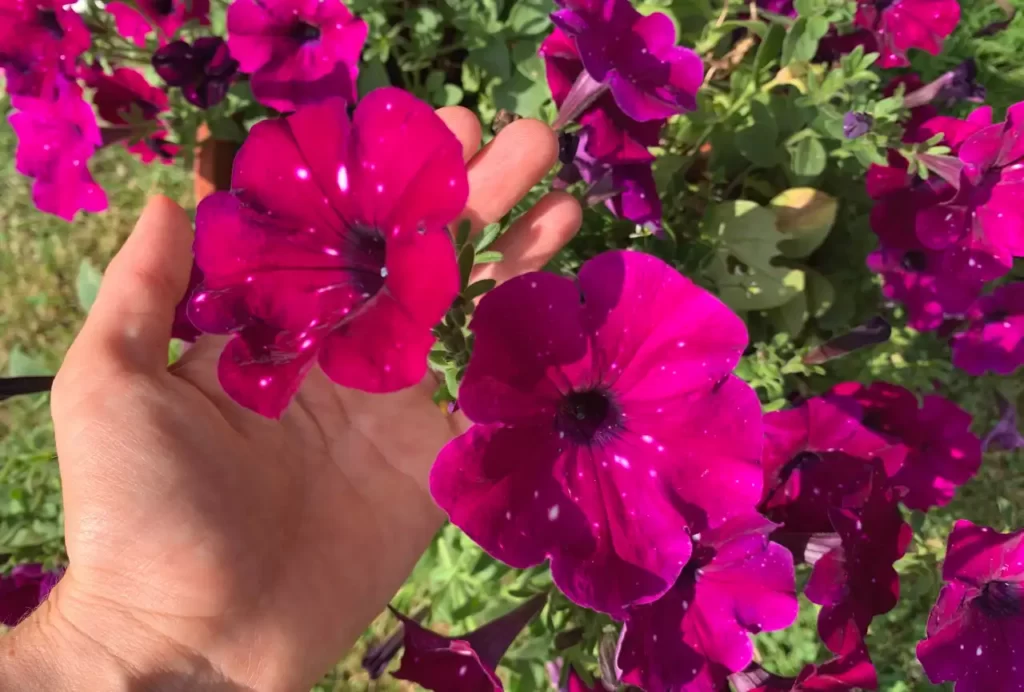 Ruka grli ljubicasto cvijece