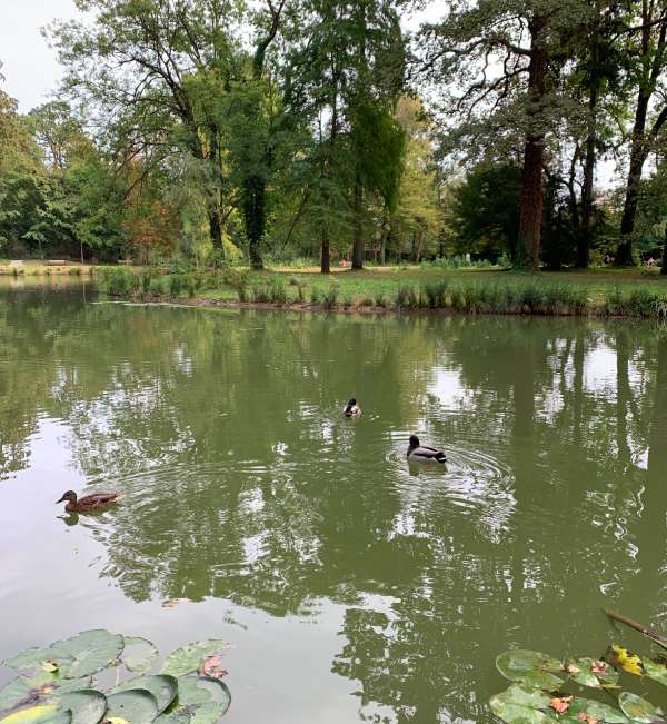 Divlje patke u jezeru