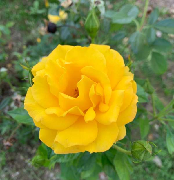 Žuta Ruža u zelenilu